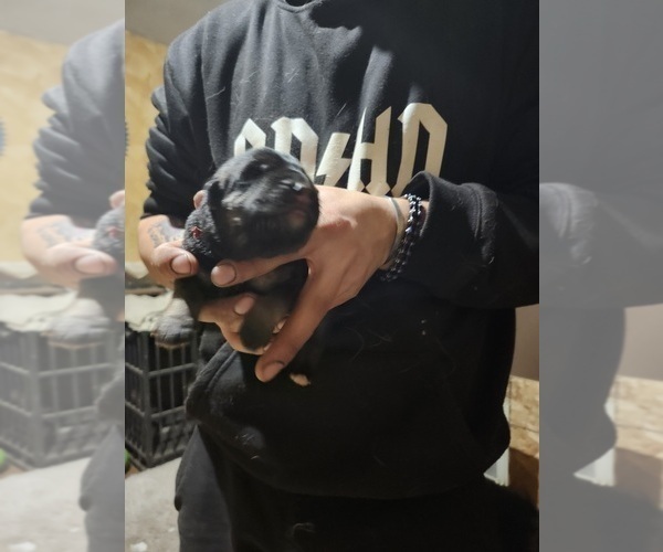 Medium Photo #44 German Shepherd Dog Puppy For Sale in LA FAYETTE, NY, USA