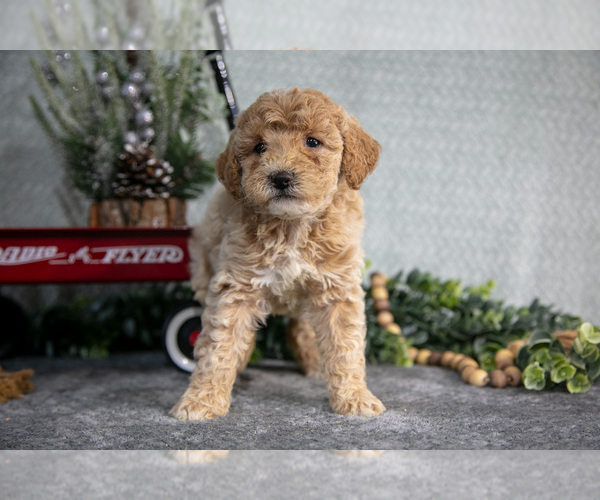 Medium Photo #2 Poodle (Miniature) Puppy For Sale in WOLCOTTVILLE, IN, USA