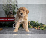 Small Photo #6 Poodle (Miniature) Puppy For Sale in WOLCOTTVILLE, IN, USA