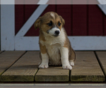 Small #4 Pembroke Welsh Corgi