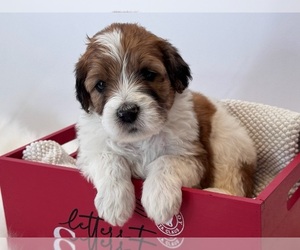 Saint Berdoodle Litter for sale in FAIRFIELD, CT, USA