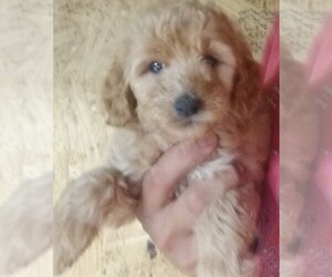 Goldendoodle (Miniature) Puppy for sale in MCMINNVILLE, TN, USA