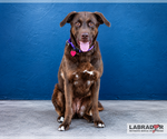 Small Labrador Retriever Mix