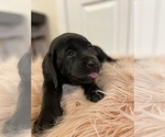 Small Photo #6 Labrador Retriever Puppy For Sale in CHATTANOOGA, TN, USA