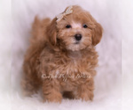 Small #2 Maltipoo (Miniature)
