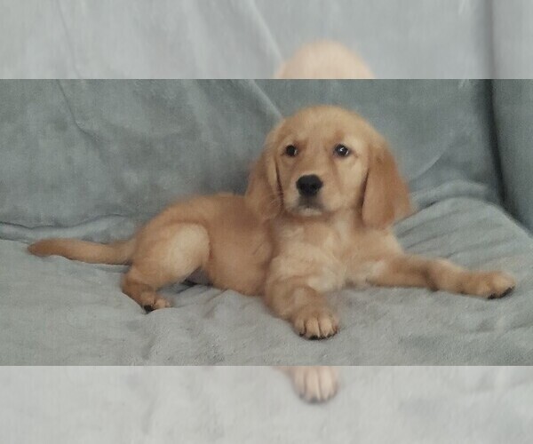 Medium Photo #1 Golden Retriever Puppy For Sale in STATEN ISLAND, NY, USA
