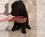 Small Photo #6 Saint Berdoodle Puppy For Sale in QUARTZ HILL, CA, USA