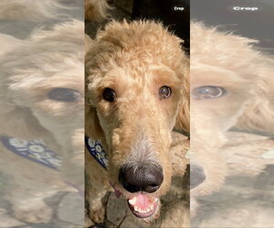 Bentley - Male Labradoodle Dog for Adoption - Photo #6
