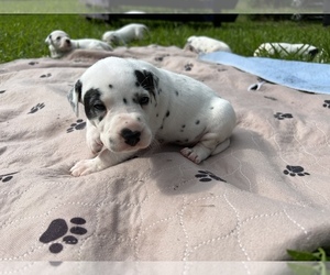Dalmatian Puppy for Sale in MERRITT IS, Florida USA
