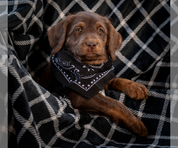 Medium Photo #7 Labradoodle Puppy For Sale in DEEPWATER, MO, USA