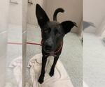 Small Labrador Retriever Mix