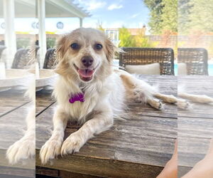 Papillon-Unknown Mix Dogs for adoption in Corona, CA, USA