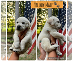 Small #5 Labrador Retriever