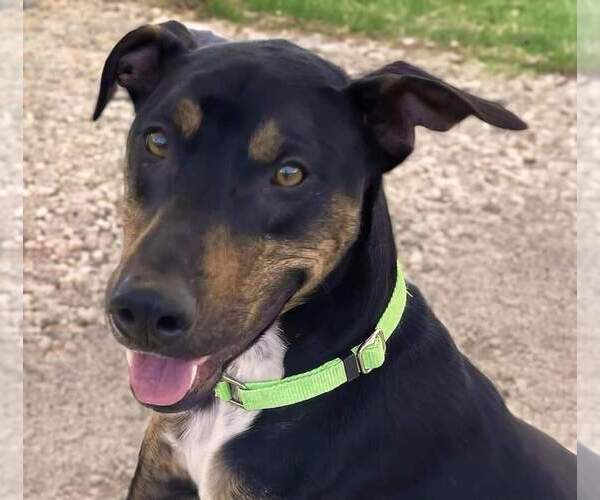 Medium Photo #4 German Pinscher-Unknown Mix Puppy For Sale in Vail, AZ, USA