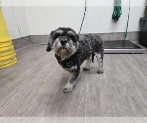 - Mix Dogs for adoption in Pasadena, CA, USA