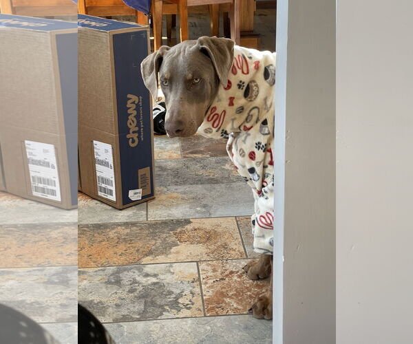 Medium Photo #3 Doberman Pinscher Puppy For Sale in Buffalo, MN, USA