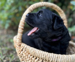 Small #3 Black Russian Terrier