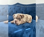 Small Photo #8 English Bulldog Puppy For Sale in LAS VEGAS, NV, USA