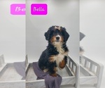 Small Photo #4 Miniature Bernedoodle Puppy For Sale in GOSHEN, IN, USA