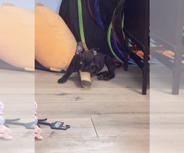 Medium Photo #12 Boston Terrier-Faux Frenchbo Bulldog Mix Puppy For Sale in ROUND LAKE, IL, USA
