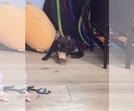 Small #8 Boston Terrier-Faux Frenchbo Bulldog Mix