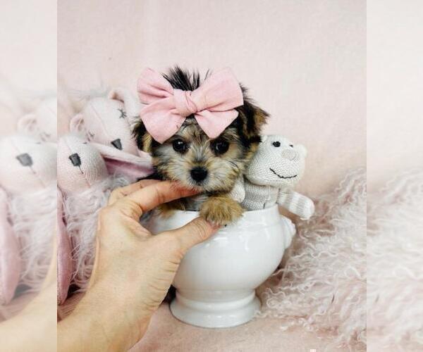 Medium Photo #9 Morkie Puppy For Sale in MIAMI, FL, USA
