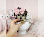 Small #8 Morkie