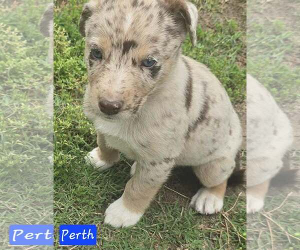 Medium Photo #3 Australian Shepherd-Unknown Mix Puppy For Sale in Alexander, AR, USA