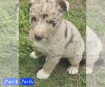 Small #2 Australian Shepherd Mix