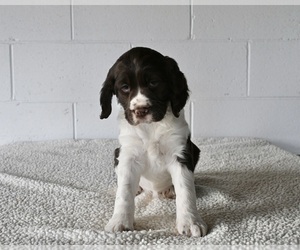 English Springer Spaniel Puppy for sale in MILLERSBURG, OH, USA