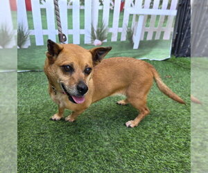 Chihuahua Dogs for adoption in Long Beach, CA, USA
