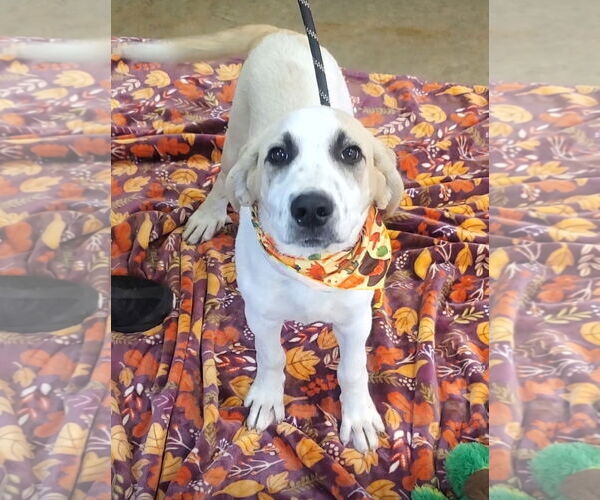 Medium Photo #3 Great Pyrenees-Unknown Mix Puppy For Sale in Tampa, FL, USA