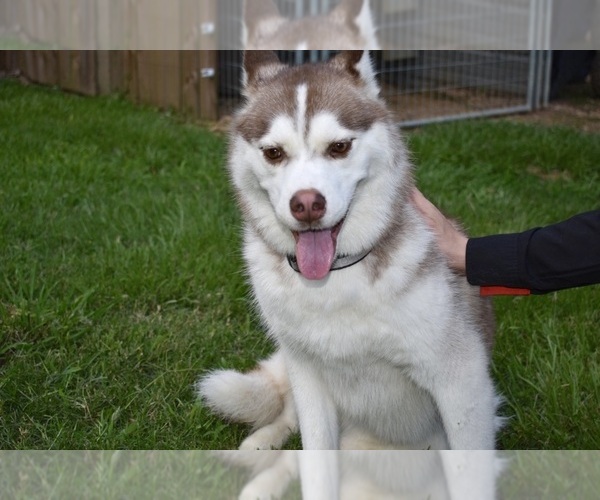 Medium Photo #1 Siberian Husky Puppy For Sale in GRAYSON, LA, USA