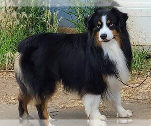 Father of the Miniature American Shepherd puppies born on 02/12/2024