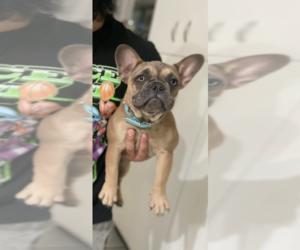 French Bulldog Puppy for sale in MIAMI, FL, USA