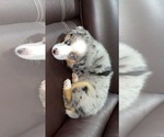 Small Photo #1 Miniature Australian Shepherd Puppy For Sale in HIALEAH, FL, USA
