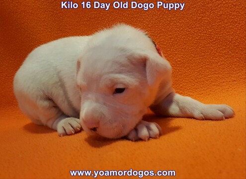 Medium Photo #56 Dogo Argentino Puppy For Sale in JANE, MO, USA