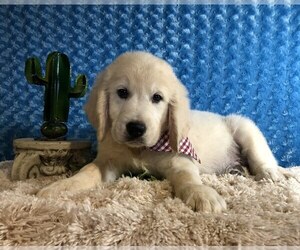 English Cream Golden Retriever Puppy for sale in DOSS, MO, USA
