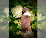 Small Photo #15 Shih Tzu Puppy For Sale in DISPUTANTA, VA, USA