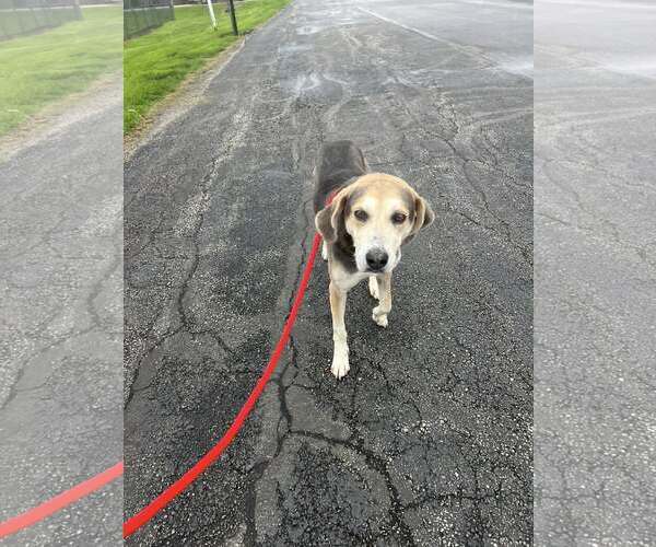Medium Photo #3 Coonhound-Unknown Mix Puppy For Sale in Rootstown, OH, USA