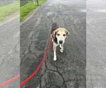 Small #2 Coonhound Mix
