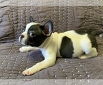 Small Photo #4 French Bulldog Puppy For Sale in MBORO, TN, USA
