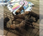 Small Photo #24 American Mastiff Puppy For Sale in ALEXANDRIA, VA, USA