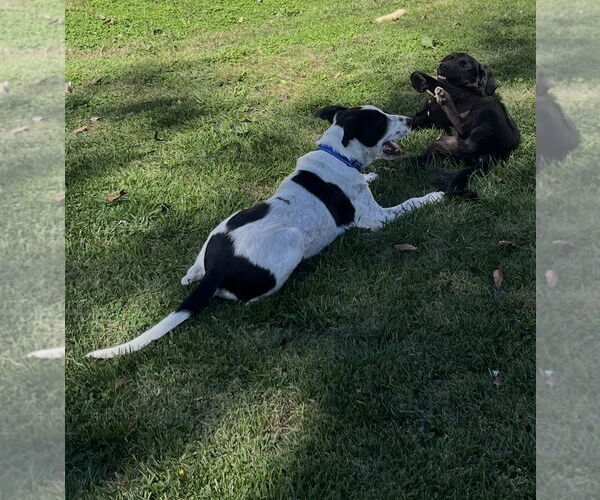 Medium Photo #10 Lab-Pointer Puppy For Sale in Stephens City, VA, USA
