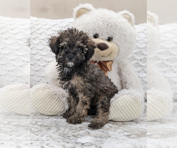 Medium Photo #3 Poodle (Miniature) Puppy For Sale in NORTH LAWRENCE, OH, USA
