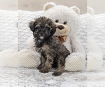 Small Photo #3 Poodle (Miniature) Puppy For Sale in NORTH LAWRENCE, OH, USA