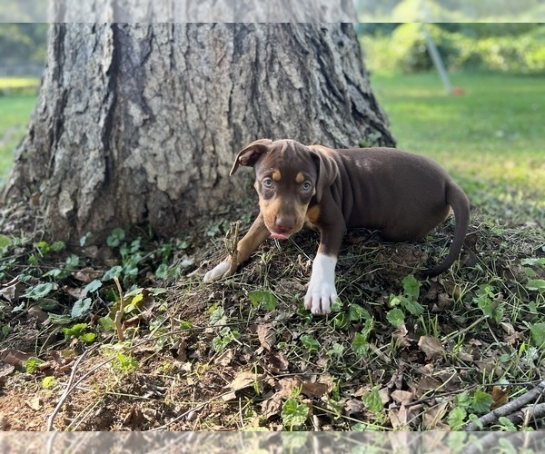 Medium Photo #6 Catahoula Leopard Dog Puppy For Sale in TRYON, NC, USA