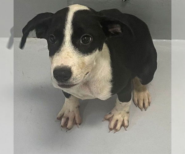 Medium Photo #1 American Pit Bull Terrier-Unknown Mix Puppy For Sale in Augusta, GA, USA