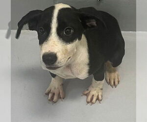 American Pit Bull Terrier-Unknown Mix Dogs for adoption in Augusta, GA, USA
