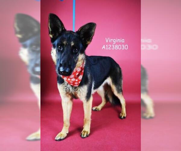 Medium Photo #1 German Shepherd Dog Puppy For Sale in Bakersfield, CA, USA